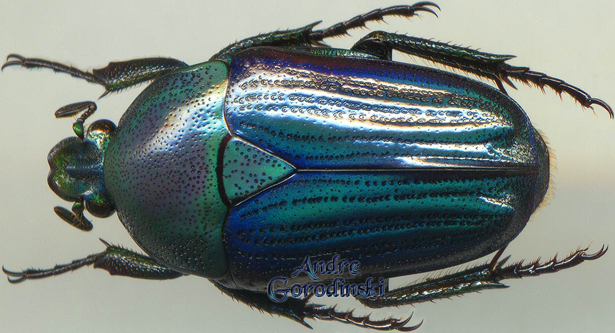 http://www.gorodinski.ru/cetoniidae/Heterorrhiniola porphyretica.jpg